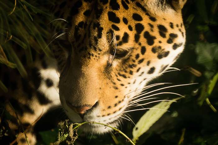 Close up of jaguar